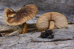 Pluteus umbrosus image