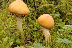 Cortinarius caperatus image
