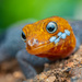 Yellow-headed Gecko - Photo (c) Laurent Hesemans, all rights reserved, uploaded by Laurent Hesemans