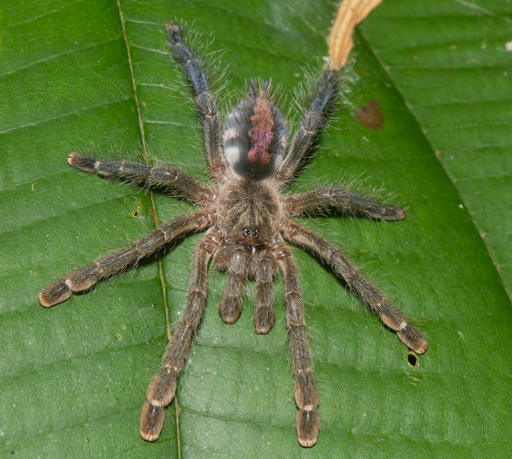 Amazon Sapphire Pinktoe Tarantula (Ybyrapora diversipes) · iNaturalist