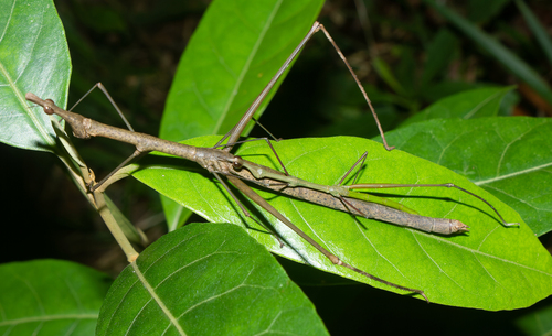 Corynorhynchus hispidus · iNaturalist