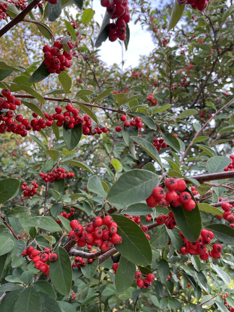 Bright bead cotoneaster from Serene Street, Cape Town, WC, ZA on May 1 ...