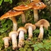 Cortinarius Sect. Myxacium - Photo (c) kmohatt, all rights reserved, uploaded by kmohatt