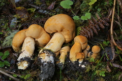 Phaeolepiota aurea image