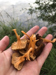 Craterellus lutescens image