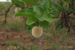 Image of Nauclea latifolia