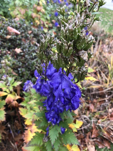 Aconitum carmichaelii