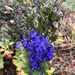 Azure Monkshood - Photo (c) Charles Bate, all rights reserved, uploaded by Charles Bate