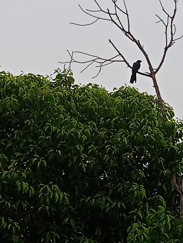 Asian Koel