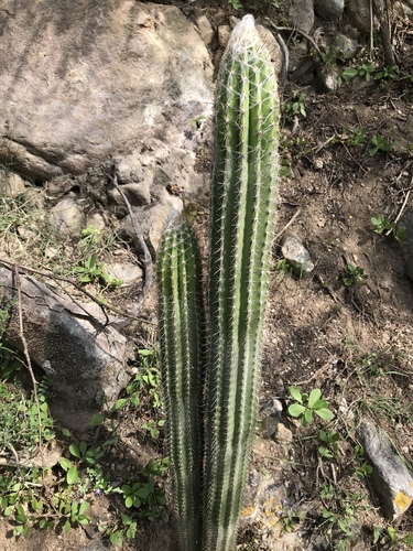 Pilosocereus purpusii