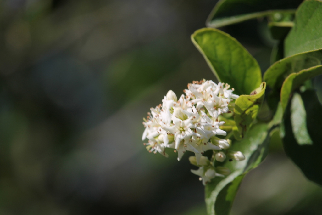 Anacua from Edinburg, TX, USA on April 30, 2023 at 0428 PM by Mara Lee