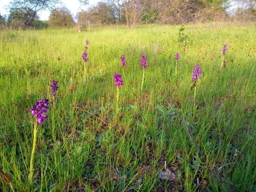 green-winged orchid