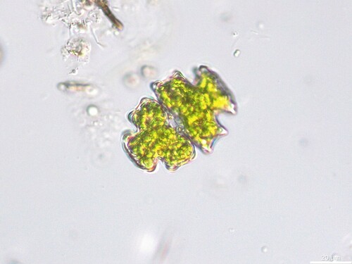 Euastrum pectinatum