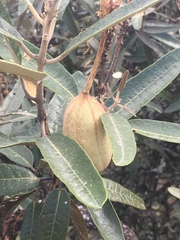 Image of Colicodendron scabridum