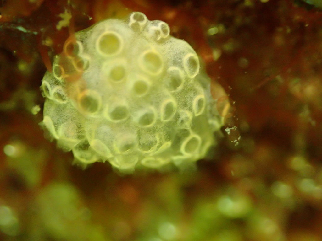 Mushroom Tunicate from Shelly Beach, Cronulla NSW 2230, Australia on ...