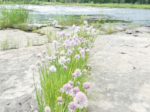 Chives