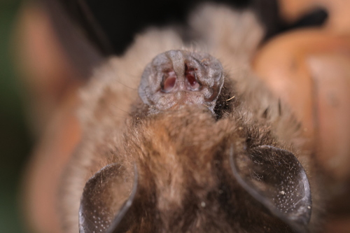 Wollaston's roundleaf bat (Hipposideros wollastoni) — Least Concern Mammalia
