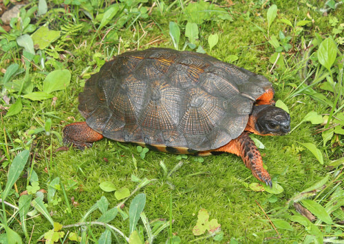 Wood Turtle