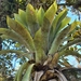 Vriesea gigantea - Photo 由 Patricia Mees 所上傳的 (c) Patricia Mees，保留所有權利