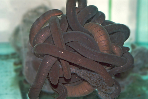 Rubber Eel