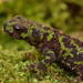 Salamandras e Tritões - Photo (c) Henk Wallays, todos os direitos reservados