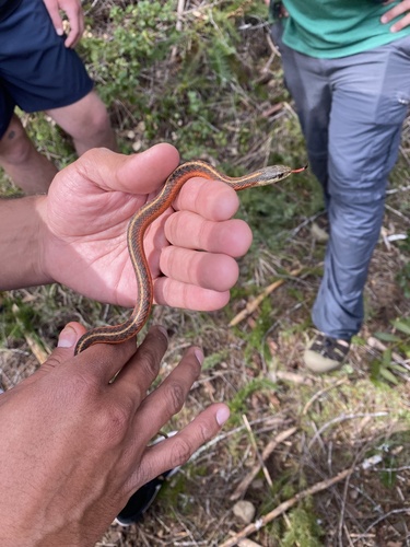 iNaturalist observation photo of Coast Garter Snake