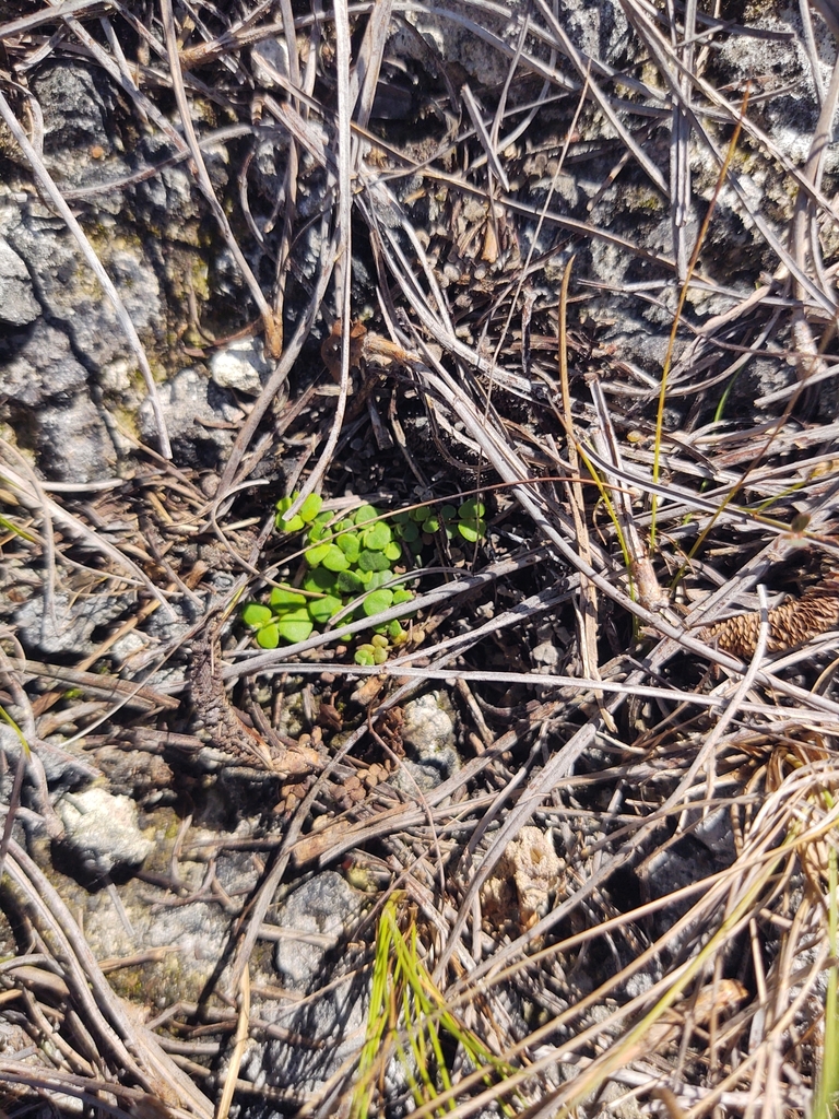 deltoid spurge in May 2023 by Frank Nelson Ridgley · iNaturalist