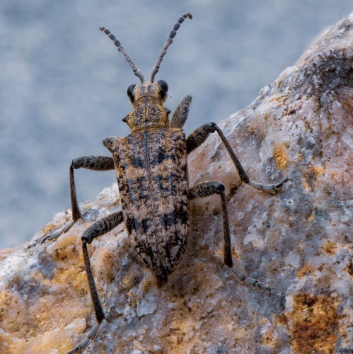 Ribbed Pine Borer