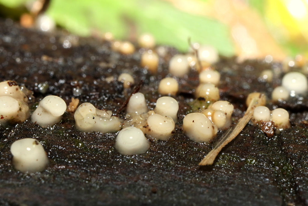 Helicogloea compressa from Cautín, Araucanía, Chile on April 26, 2023 ...