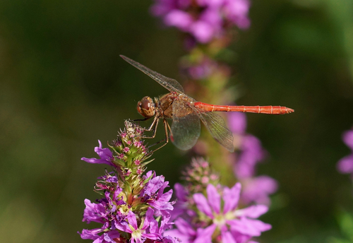 Southern Darter