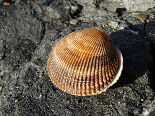 Iceland Cockle
