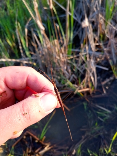 Eurasian Water Stick Insect