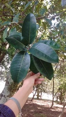 Ficus soatensis image