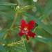 Red Sticky Monkeyflower - Photo (c) Michele Roman, all rights reserved, uploaded by Michele Roman