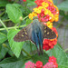 Urbanus proteus - Photo (c) lepalot，保留所有權利, uploaded by Curt Lehman