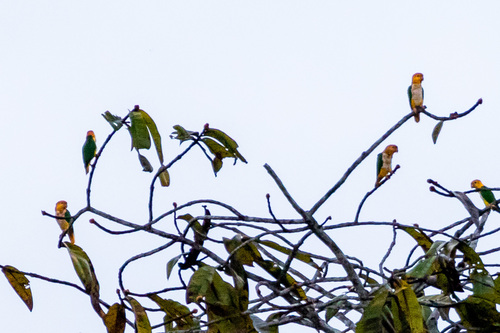 Yellow-tailed Parrot