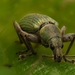 Nettle Weevil - Photo (c) Cristante Matteo, all rights reserved, uploaded by Cristante Matteo