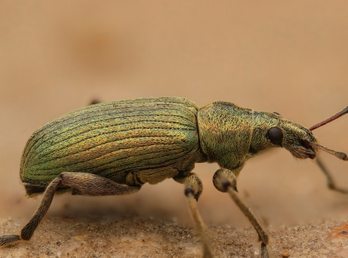 Nettle weevil
