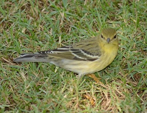 Blackpoll Warbler