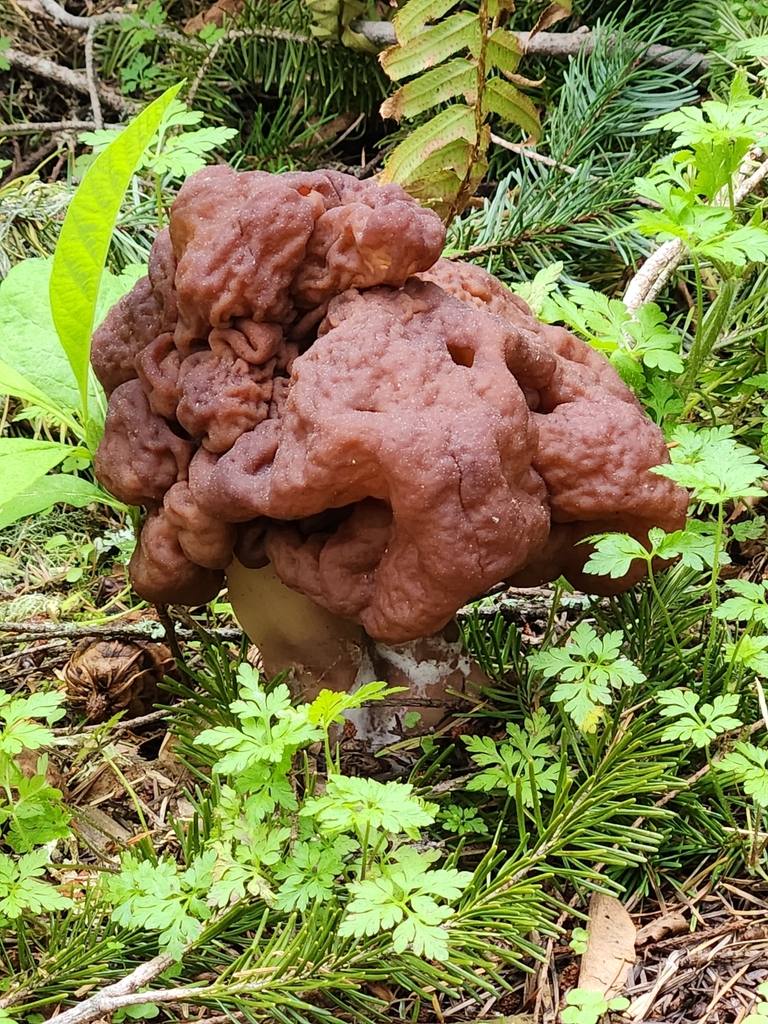 False Morel from Eatonville, WA 98328, USA on May 01, 2023 at 0307 PM