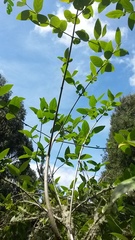 Viburnum triphyllum image
