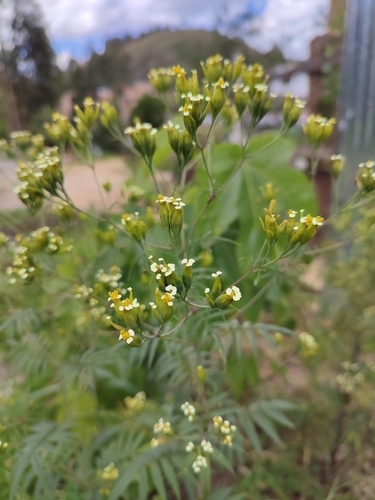 wild marigold