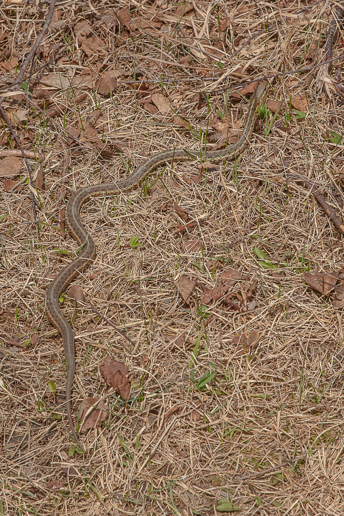 Common Garter Snake from Chatham, Miramichi, NB, Canada on April 29 ...