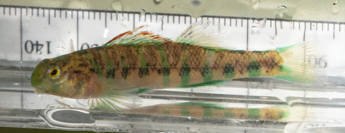 Emerald Darter