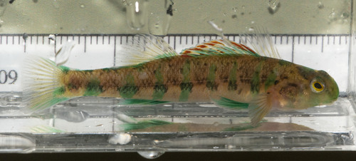 Emerald Darter