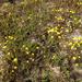 Lasthenia californica californica - Photo (c) Adina Merenlender, todos los derechos reservados, subido por Adina Merenlender