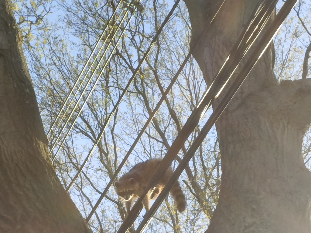 Common Raccoon from Quincy, MA 02170, USA on May 1, 2023 at 06:13 PM by ...