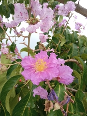 Lagerstroemia speciosa image