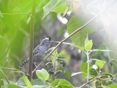 Thamnophilus doliatus image