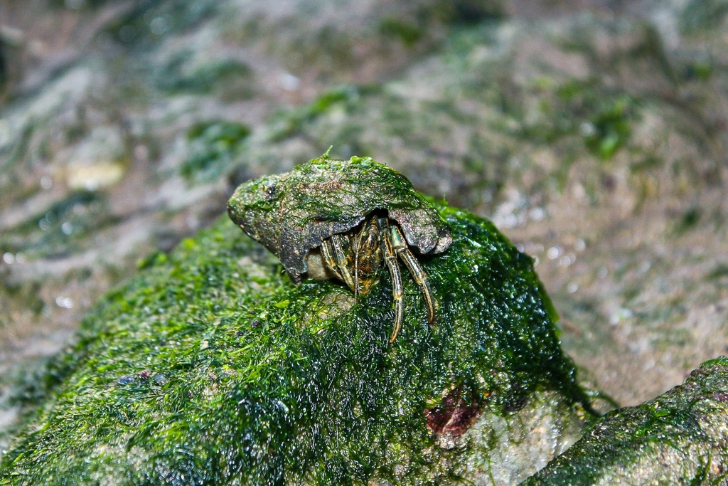 Clibanarius symmetricus from Penha on May 1, 2023 at 05:54 PM by lua ...